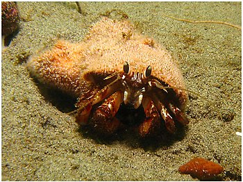 Blackeyed hermit crab (Pagurus armatus, armed ...