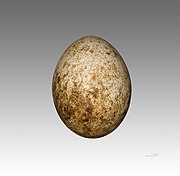 Egg Palmiste africain MHNT.jpg