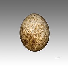 Uovo di Gypohierax angolensis.