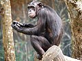 Pan troglodytes (chimpanzee komuni)