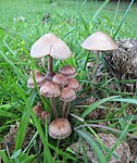 Panaeolus cinctulus