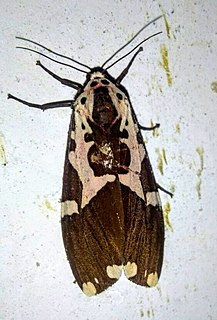<i>Pangora erosa</i> Species of moth