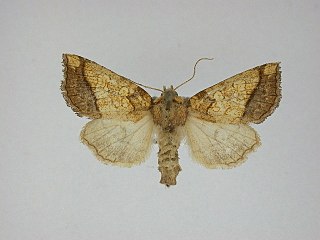 <i>Papaipema rigida</i> Species of moth