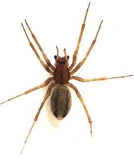 <i>Parafroneta</i> Genus of spiders