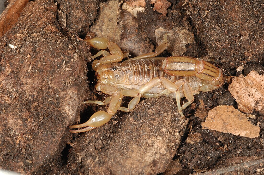 Vaejovidae