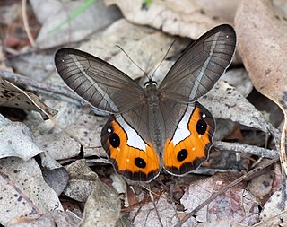 <i>Pierella nereis</i> Species of butterfly