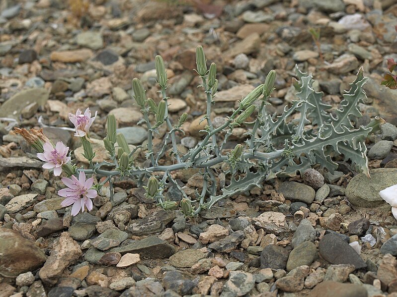 File:Parry rockpink, Stephanomeria parryi (31781150074).jpg