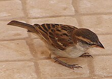 Passer iagoensis female.jpg 