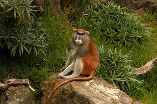 <i>Erythrocebus</i> Genus of Old World monkeys