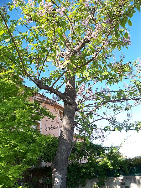 File:Paulownia - arbre.jpg