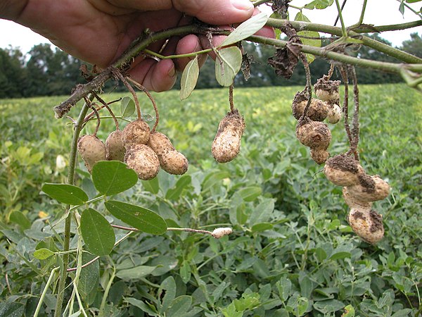 Freshly dug peanuts (Arachis hypogaea), indehiscent legume fruits
