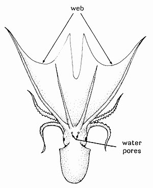 Pelagic octopus Tremoctopus.jpg