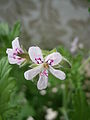 Pelargonium × graveolens close-up flower