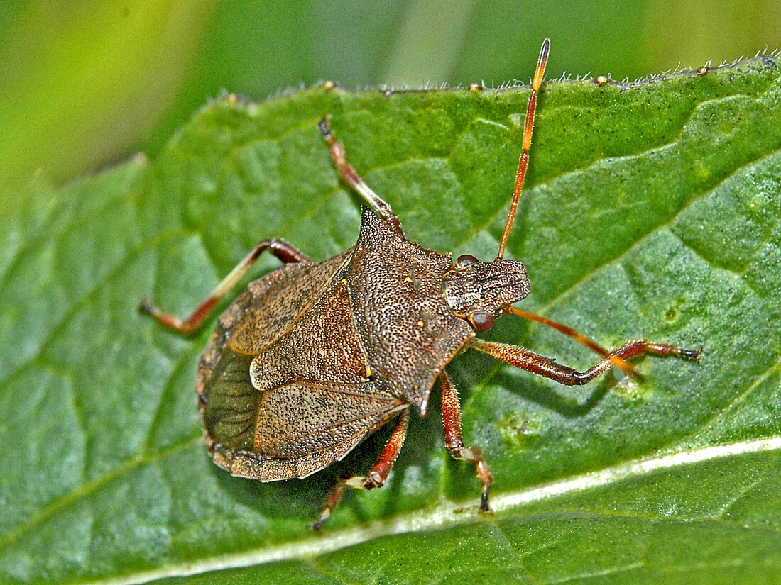 Picromerus bidens