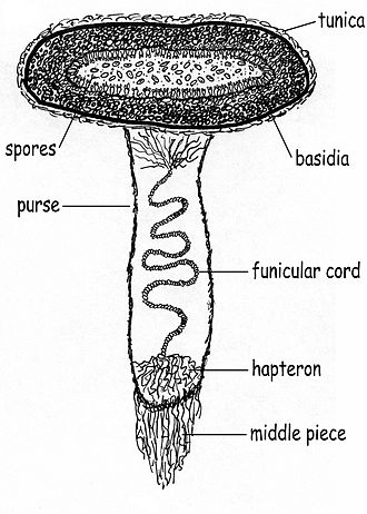 A peridiole and attached funiculus in cross-section Peridiole cross section.jpg