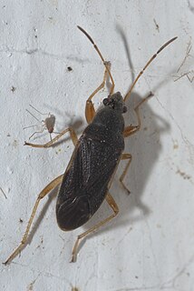 <i>Perigenes similis</i> species of insect