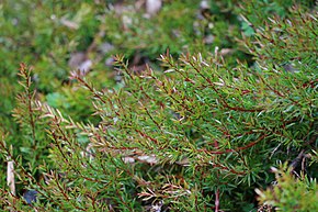 Descrierea imaginii Persoonia oxycoccoides.jpg.