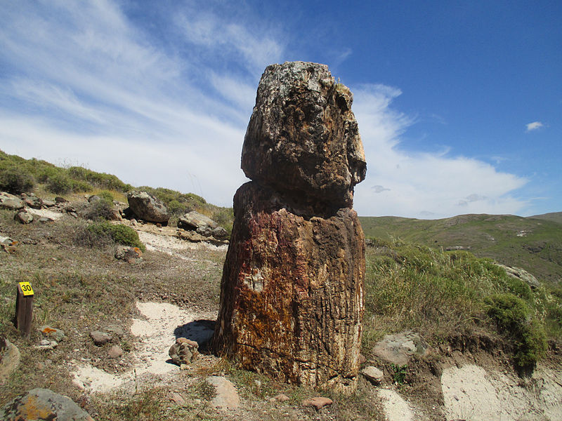 File:Petrified forest of Lesbos 13.jpg