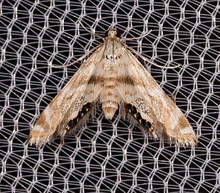 <i>Petrophila fulicalis</i> Species of moth