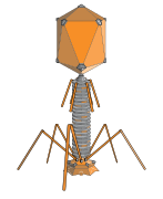 The structure of a typical myovirus bacteriophage