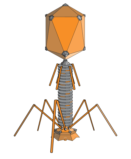 The structure of a typical myovirus bacteriophage