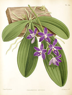 Phalaenopsis speciosa ботанічна ілюстрація з книги "The Orchid Album" R. Warner, B.S. Williams, T. Moore 1886