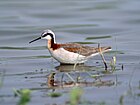 Phalarope de Wilson