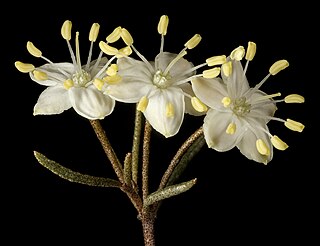 <i>Phebalium filifolium</i> Species of shrub