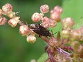 Phoenicocoris obscurellus