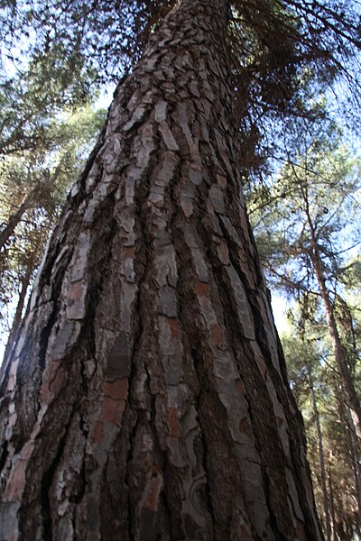 File:PikiWiki Israel 14708 Pine tree.jpg