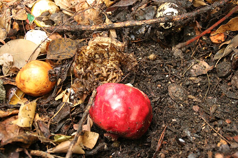 File:PikiWiki Israel 15198 Compost.JPG