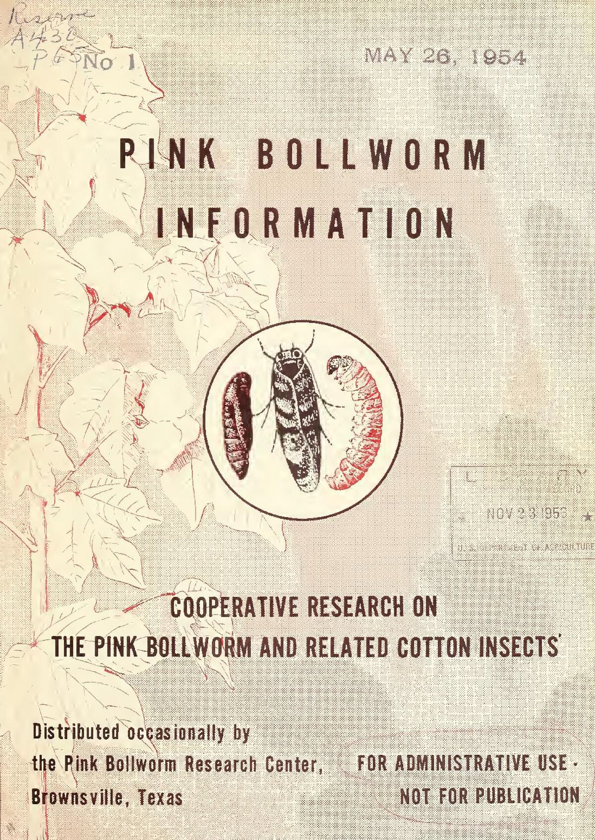 Pink bollworm - Wikipedia