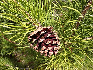 Какие шишки у сосны обыкновенной. Pinus contorta. Pinus contorta шишки. Скрученная широкохвойная сосна. Pinus elliottii шишки.