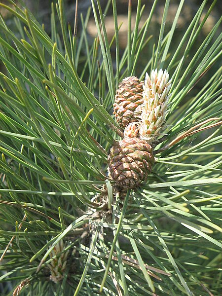 File:Pinus nigra immature cones 01.jpg