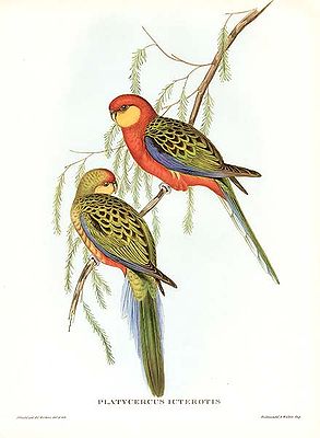 Stanley's Parakeet (Platycercus icterotis)