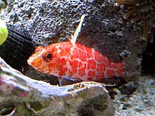 Plectranthias inermis.jpg