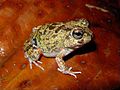 Colombian four-eyed frog, Pleurodema brachyops.