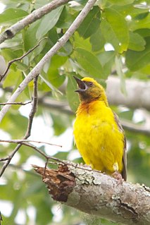 Olive-headed weaver Species of bird