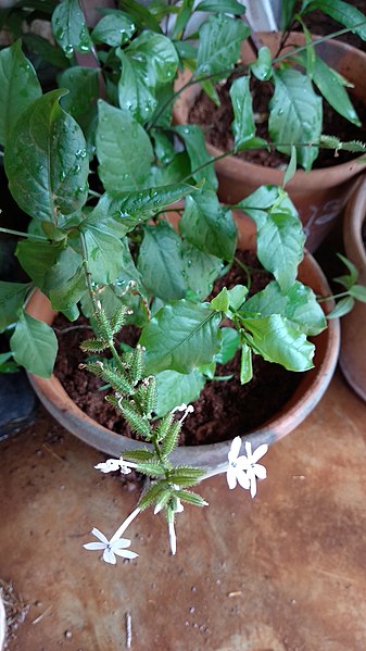 File:Plumbago zeylanica leaves and flowers.jpg