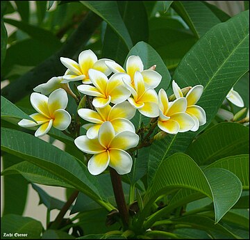 Frangipani