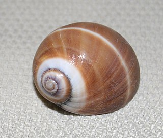 <i>Polinices bifasciatus</i> Species of gastropod