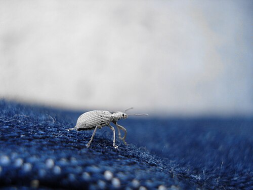 Beetle (Coleoptera), Selective Desaturation