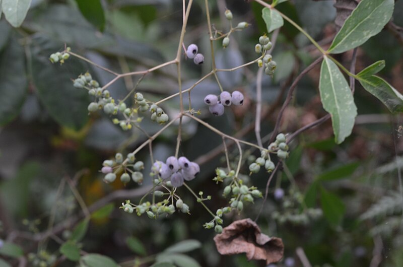 File:Polyscias sambucifolia 2013-01-13 14.57.41 (8375107735).jpg