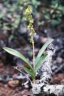 <i>Polystachya concreta</i> species of plant