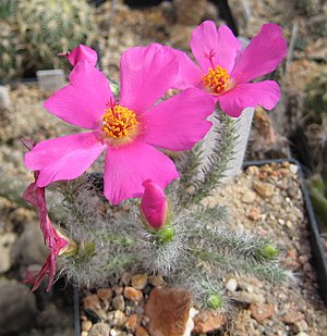 Portulaca eruca 01.jpg