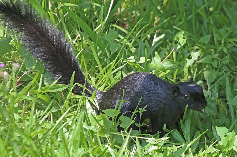 File:Prevost's squirrel (Callosciurus prevostii pluto).jpg