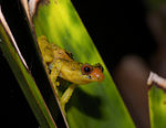 Pristimantis dorsopictus03.jpg