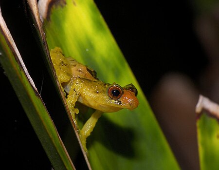 Tập_tin:Pristimantis_dorsopictus03.jpg