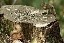 An Eastern Gray Squirrel and a Red Squirrel eating seeds Problems at Dodd Wood (19534706210).jpg