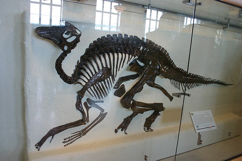 File:Procheneosaurus AMNH.jpg